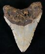 Bargain Megalodon Tooth - North Carolina #13832-2